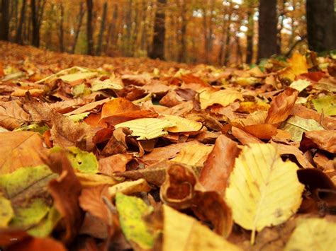 Free Photo Fallen Leaves Autumn Dead Dry Free Download Jooinn