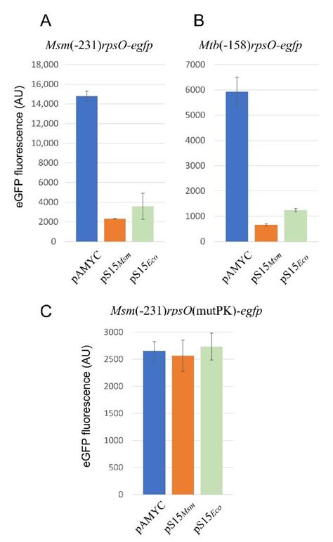 IJMS | Free Full-Text | Regulation of Ribosomal Protein Synthesis in
