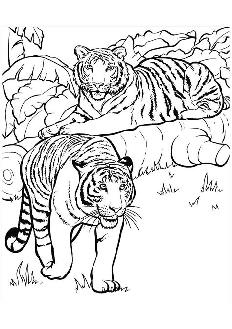 Dessin De Tigre Gratuit à Télécharger Et Colorier Coloriage De Tigres