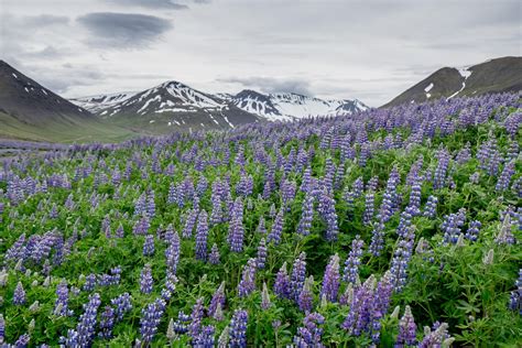 Endless Fields Of Lupine In Westfjords Iceland Oc 4200x2800 R