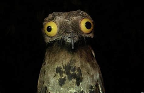 Is The Potoo The Worlds Funniest Looking Bird Pictures Huffpost Uk