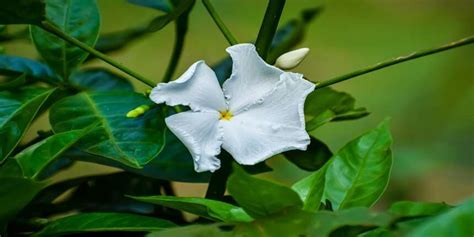 Tabernaemontana Divaricata Crepe Jasmine Plant Grow And Care Guide