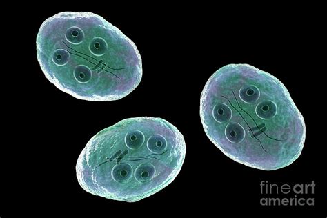 Giardia Intestinalis Protozoan Cyst Photograph By Kateryna Kon Science