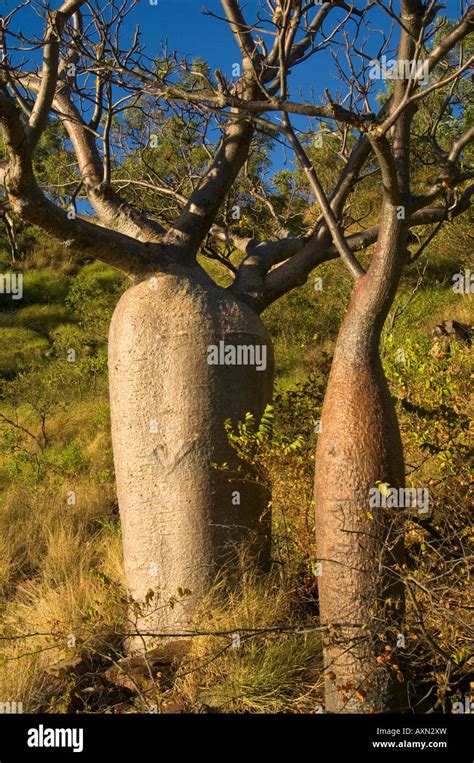 Boab Trees On Raft Point Kimberley Western Australia Stock Photo Alamy