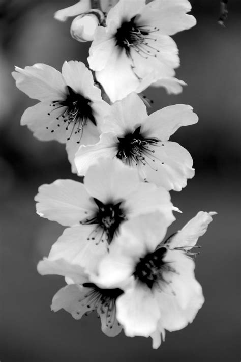 Almendro by David Malledo / 500px | Black and white flowers, White