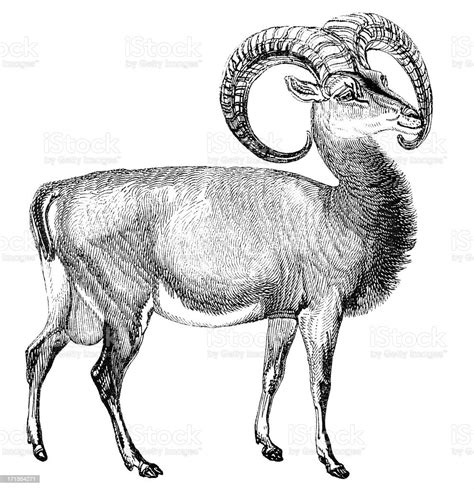 Mouflon Stock Illustration Download Image Now Mouflon Sheep