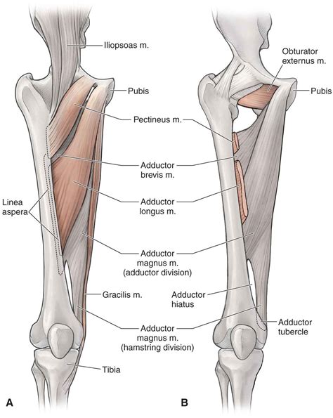 Hip Musculoskeletal Key