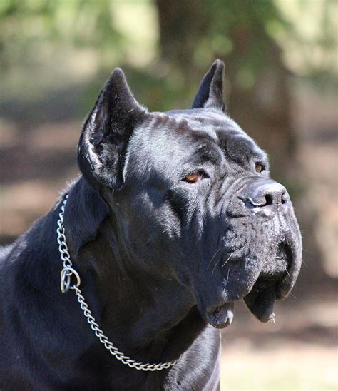 11 Cane Corso Puppies For Sale At Bedfordshire Cute Animals