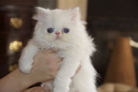 White Persian Kittens Biological Science Picture Directory