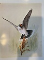 Louis Agassiz Fuertes & The Singular Beauty of Birds, "Eastern Kingbird ...