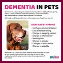 What Are Signs Of Dementia In A Dog