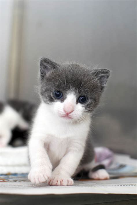 We learn how to foster kittens from a professional kitten lady • ladylike. Can you donate items to help our foster carers look after ...