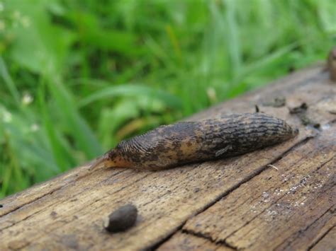 Premium Photo A Slug In The Garden