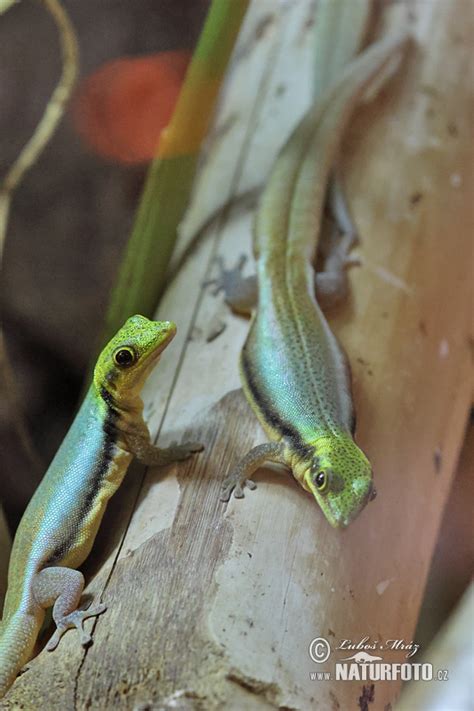 Yellow Headed Day Gecko Photos Yellow Headed Day Gecko Images Nature