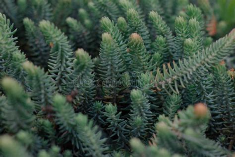 Green Pine Plants Macrophotography Stock Photo Image Of Branch