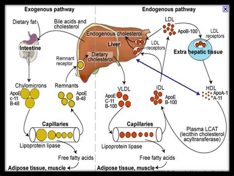 Lipid Metabolism Pathway Diagram