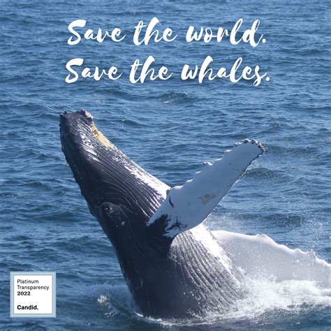 Donate Today Save Whales And Dolphin Whale And Dolphin Conservation