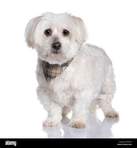 Maltese Dog High Resolution Stock Photography And Images Alamy