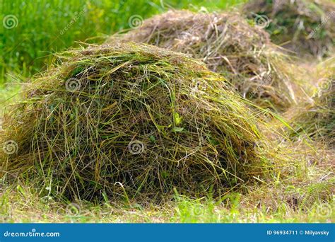 Fresh Hay Stock Image Image Of Colors Comfort Fields 96934711