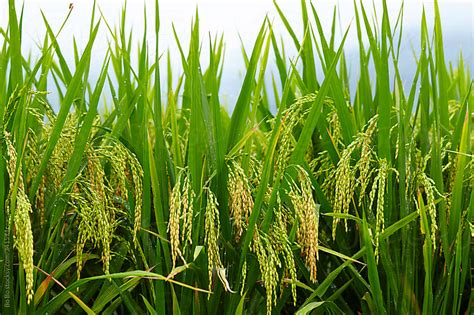 rice paddy in summer by Bo Bo - Stocksy United