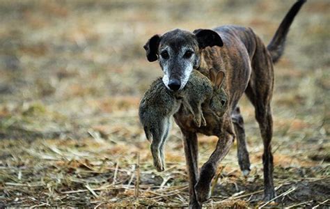 Learning To Love The Lurcher Shooting Uk