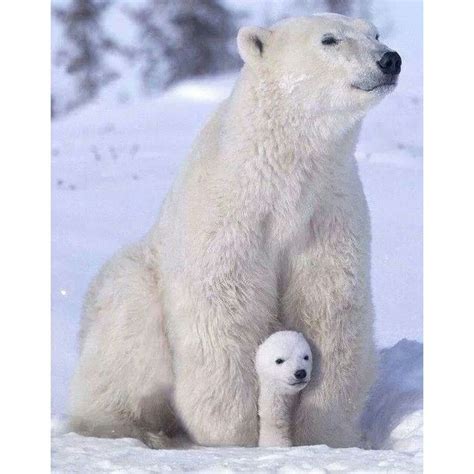 All White Baby Polar Bears Animals Cute Animals