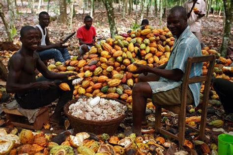 Cocoa Production To Improve Ghanastar Cocoa Ghana Farmer