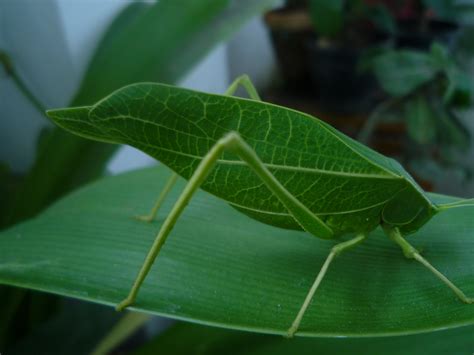 Fileleaf Insect