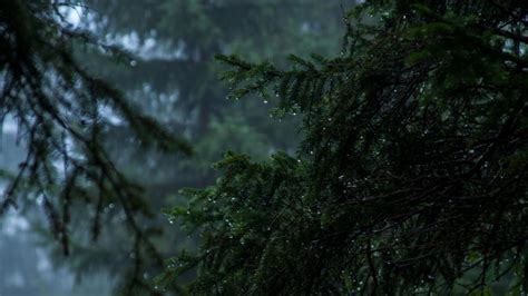 Find over 100+ of the best free rain forest images. Rainy evergreen forest wallpaper - backiee