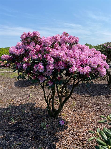 Rhododendron Lavender Princess Schirm Nr1307 Rhododendron