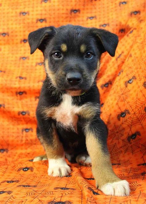 Australian Shepherd Rottweiler Mix Puppies For Sale Petsidi