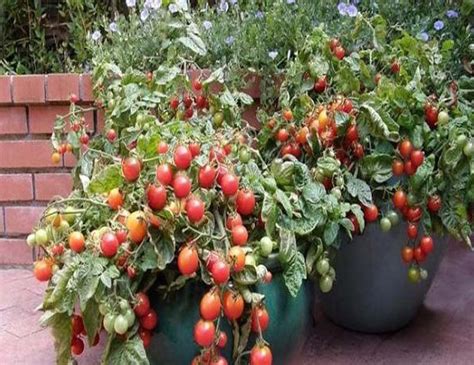 Pohon Tomat Di Pot Pohonku