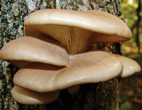 Oyster Mushroom Mdc Discover Nature
