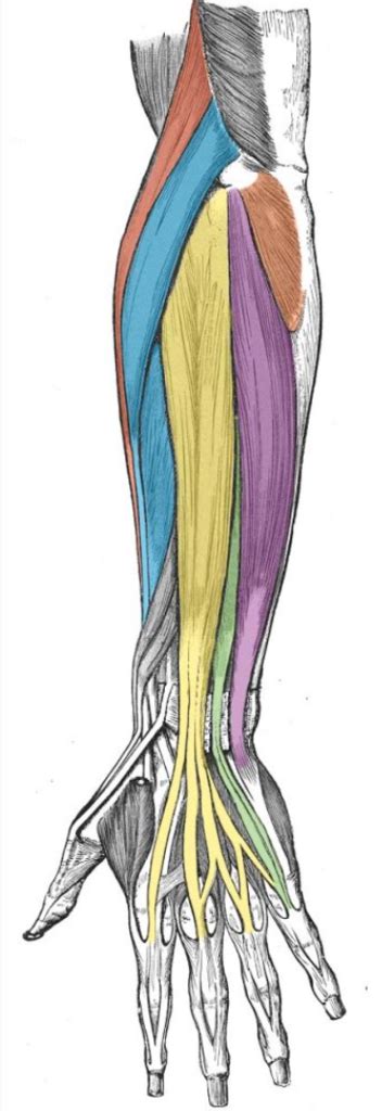 Superficial Muscles Of The Posterior Forearm Diagram Quizlet