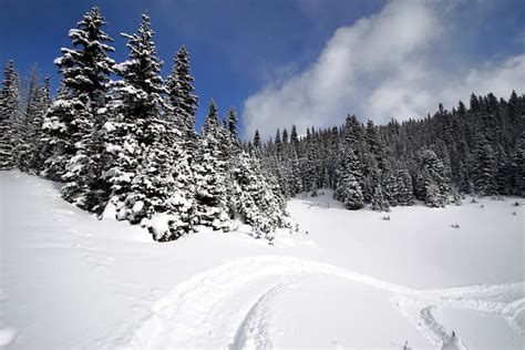 Snowy Alpine Forest Stock Image Image Of Snows Winter 534191