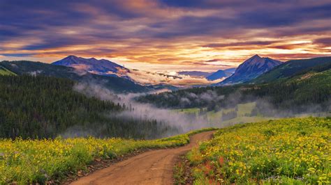 1920x1080 Landscape Nature Wildflowers Path Mist Forest Trees Sunset