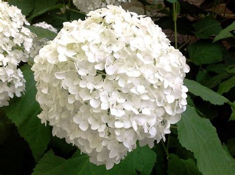5 Must Have Shrubs With White Flowers Annabelle Hydrangeas Redeem