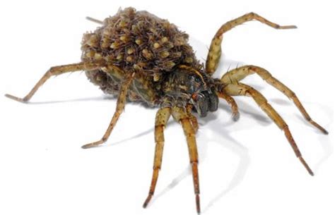 Female Wolf Spider Carrying Her Brood Of Spiderlings On Her Back Wolf