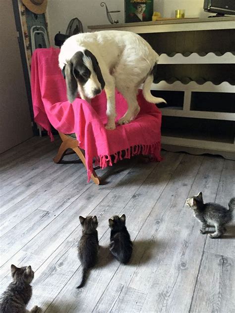 10 Hilarious Pictures Of Dogs That Are Scared Of Cats