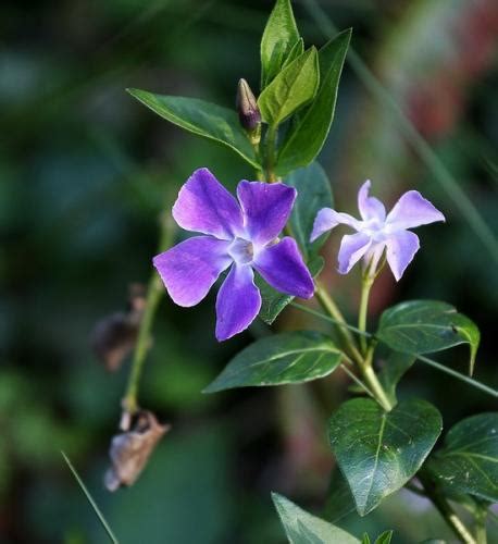 5 Petal Purple Flower Vine Best Flower Site