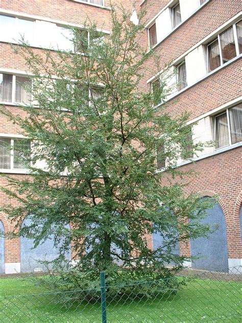 Nothofagus Antarctica Amazing Gardens Small Ornamental Trees