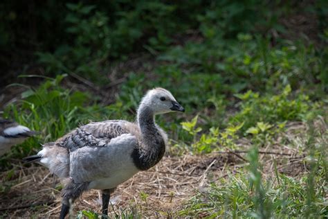 Canada Goose Canadian Free Photo On Pixabay Pixabay