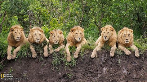 Resting Lions Tanzania National Geographic Wallpaper 1920x1080 Download