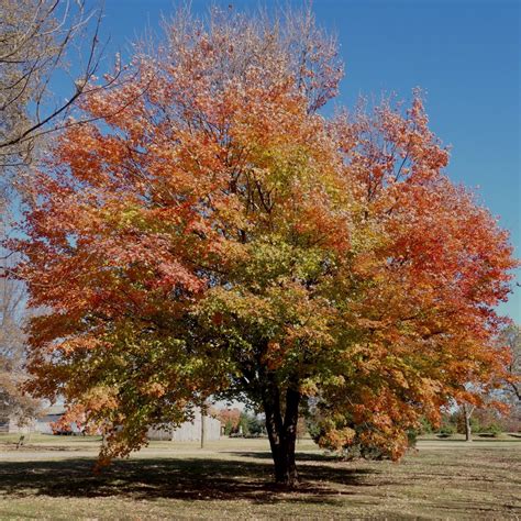 30 Most Common Trees In Georgia Progardentips