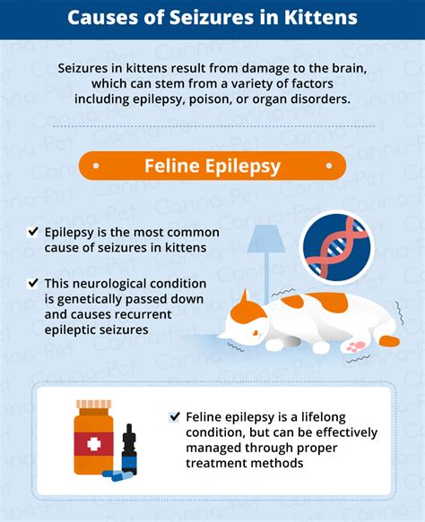 Kitten Seizures Causes Symptoms And Treatment Canna Pet