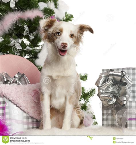 Miniature Australian Shepherd Puppy 1 Year Old Stock Image Image 23567651