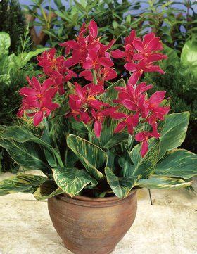 When planting canna lily bulbs, plant taller varieties 2 feet apart. dwarf canna called 'Pink Beauty' | Container Gardens ...