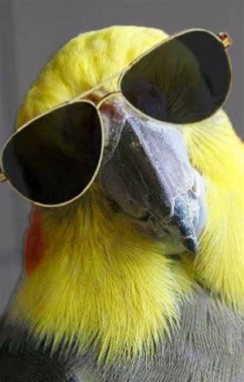 20 Funny Birds Photos Try Not To Laugh Animal Pics Funny Bird