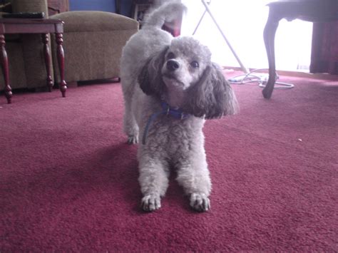 Harry The Silver Miniature Poodle Forum Standard Poodle Toy