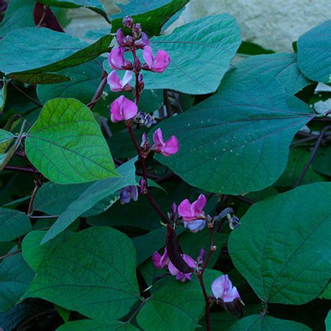 The leaves are more than i planted the purple hyacinth beans ruby moon at the same time as my scarlet runner beans. Lablab - FineGardening